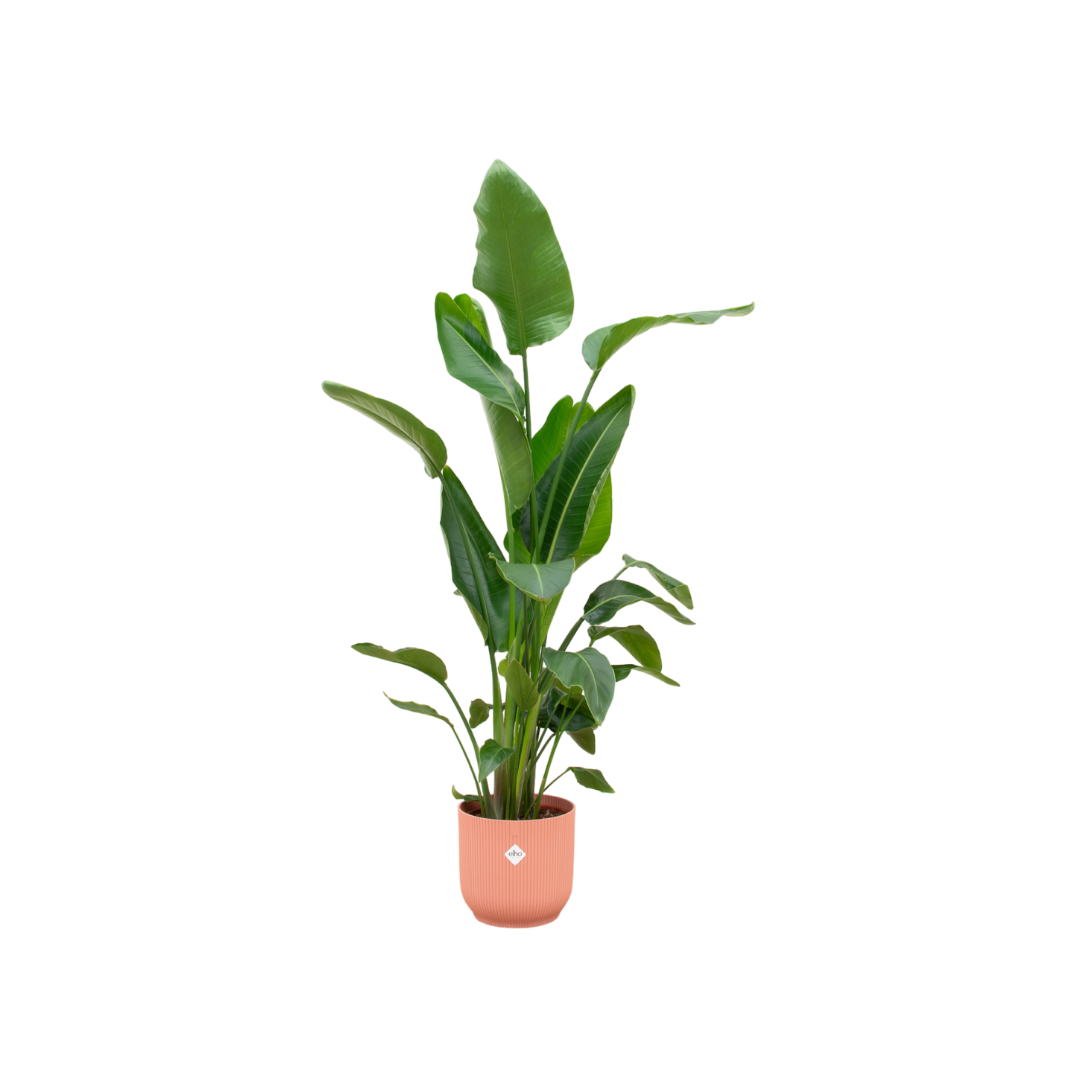 Combi deal - Strelitzia Nicolai inclusief elho Vibes Fold Round plant en pot set