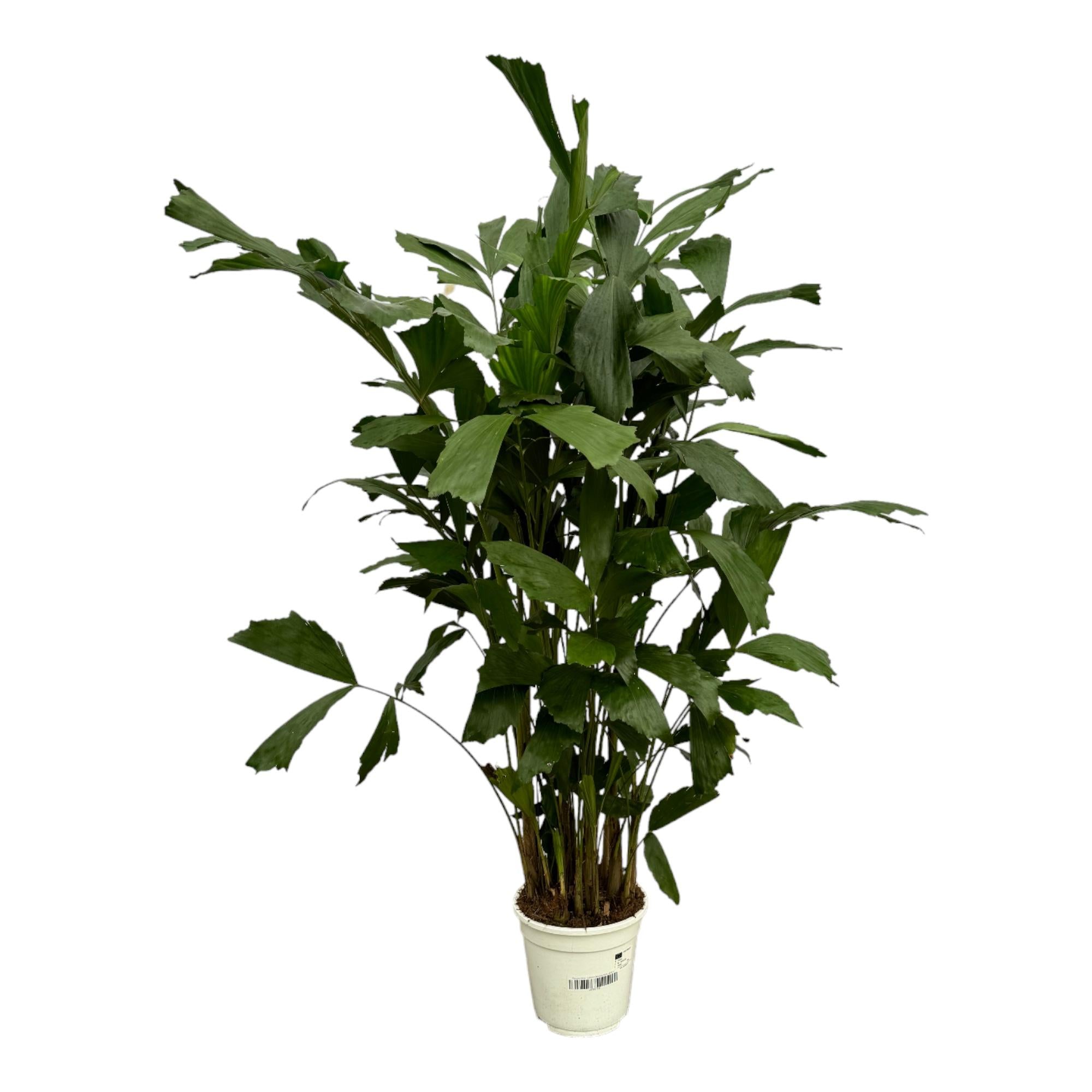 Caryota Mitis (vissenstaartpalm) – bijzondere grote kamerpalm