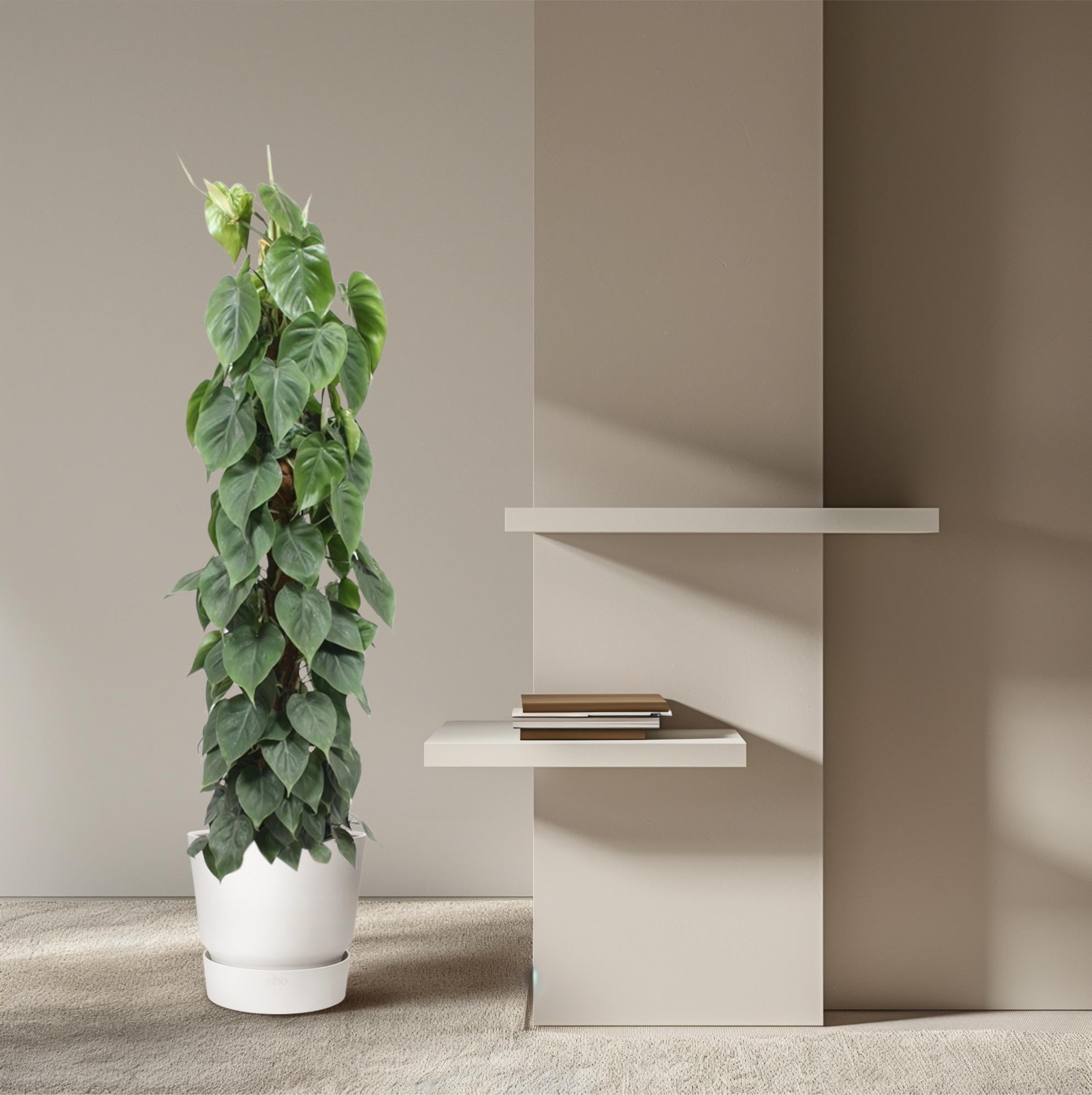 Philodendron Scandens – klimplant op mosstok (groen & Brasil)