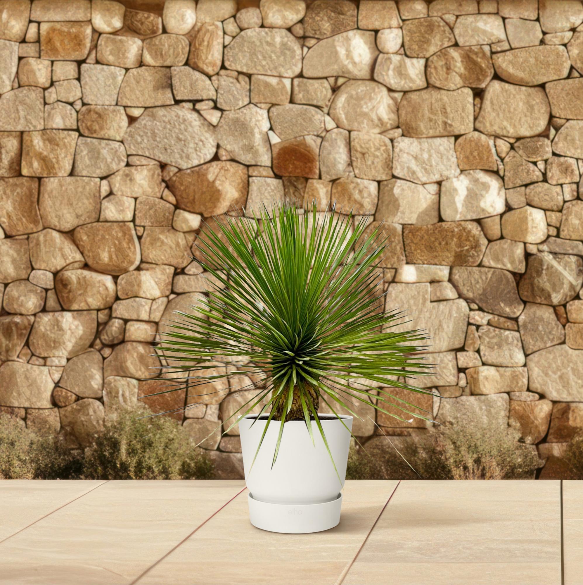 Yucca rostrata – exclusieve Yucca op stam in kweekpot