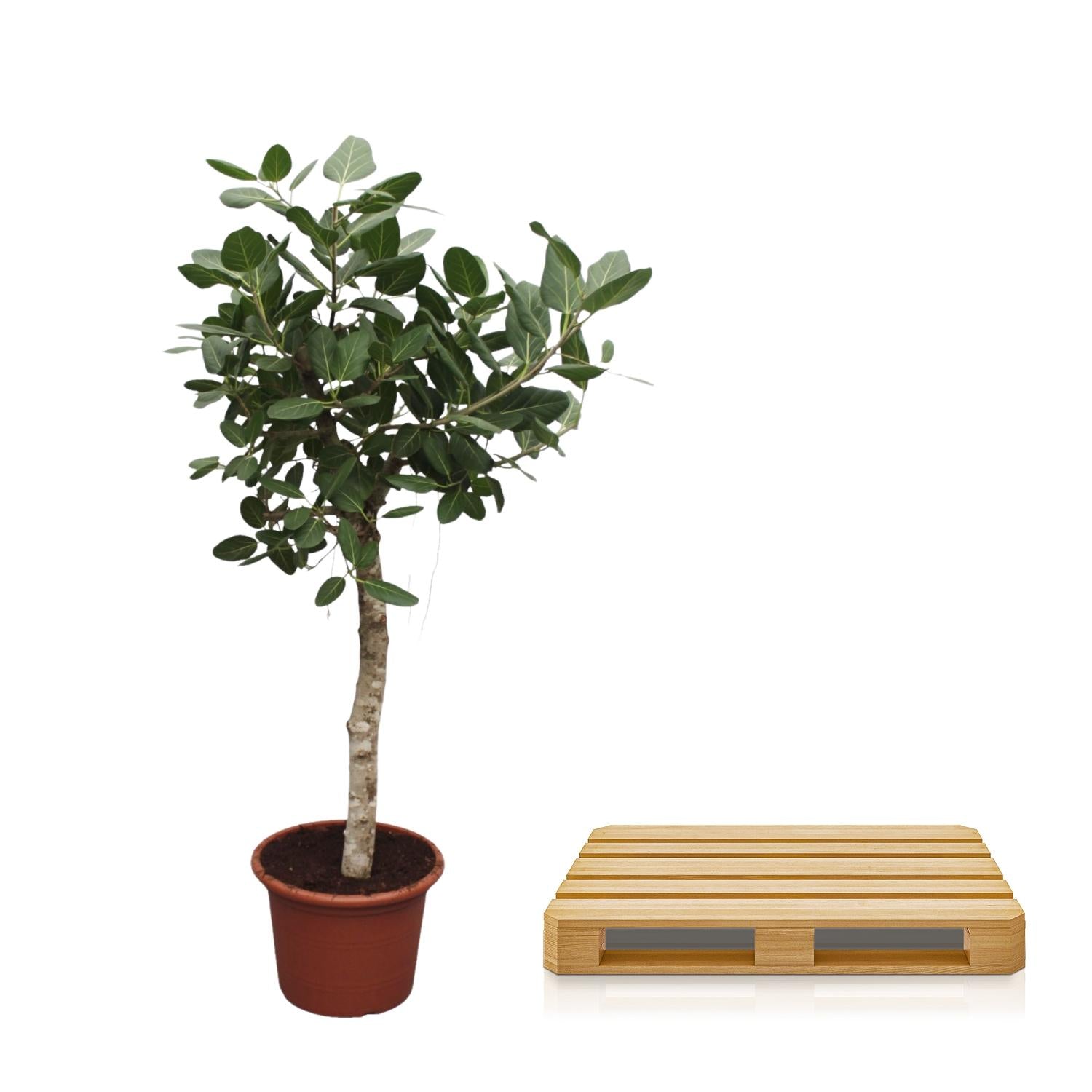 Ficus Benghalensis – grote banyan ficus kamerboom