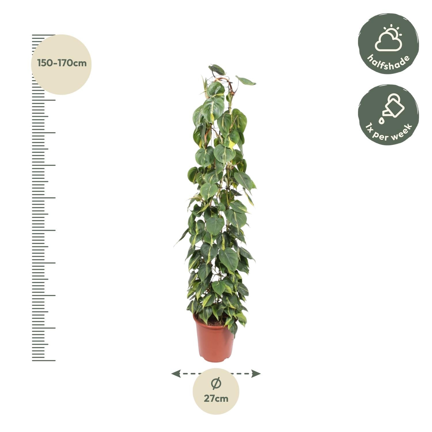 hilodendron Scandens – klimplant op gaasrek (groen & Brasil)