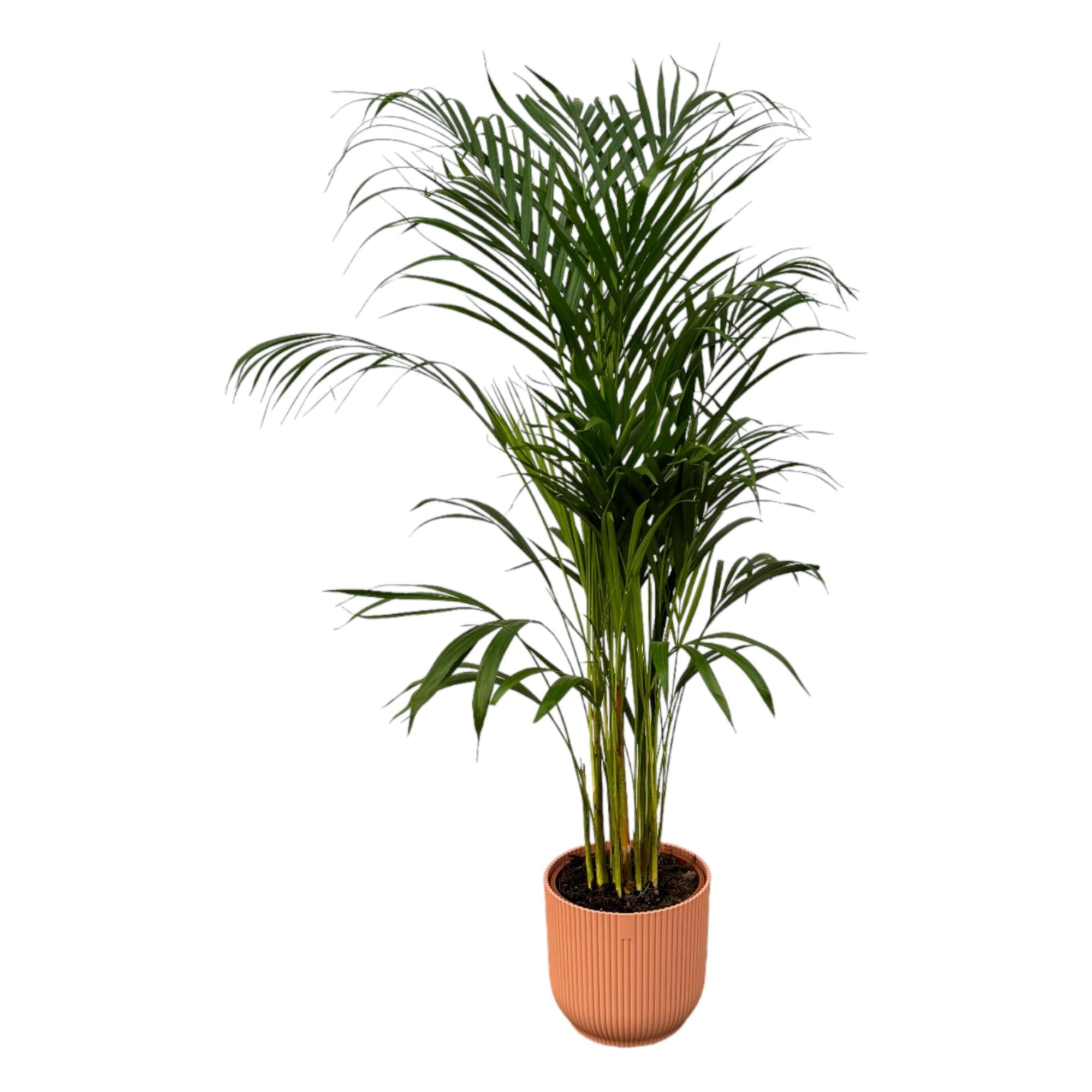 Areca palm inclusief elho Vibes Fold Round - sierlijke tropische kamerplant met pot