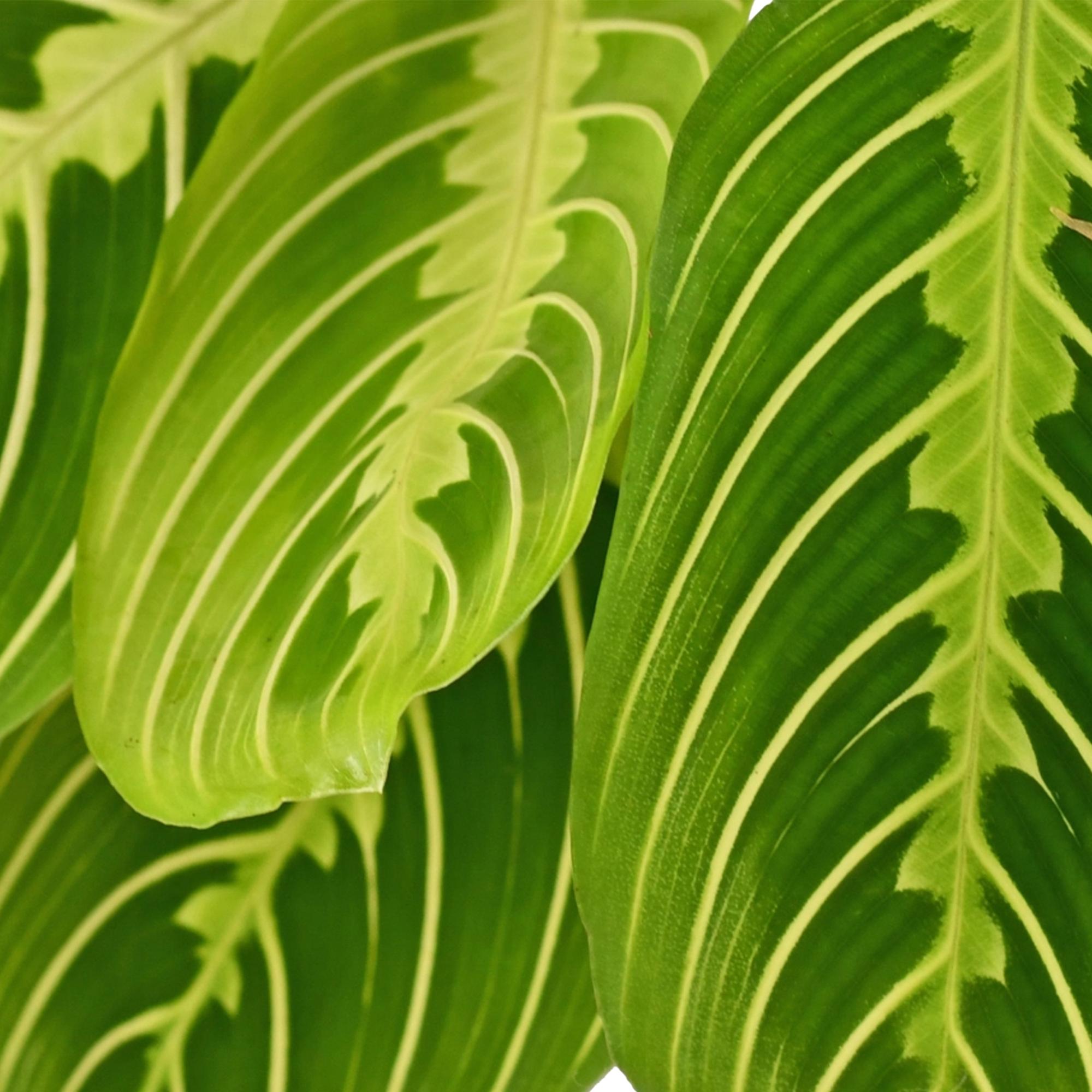 Green boutiQ - Kamerplant - Maranta Fascinator Lemon Lime - Gebedsplant - Huisdiervriendelijke Plant - Groen - 1 Plant - met Potter Grijs - Pot 12cm - Hoogte 25cm