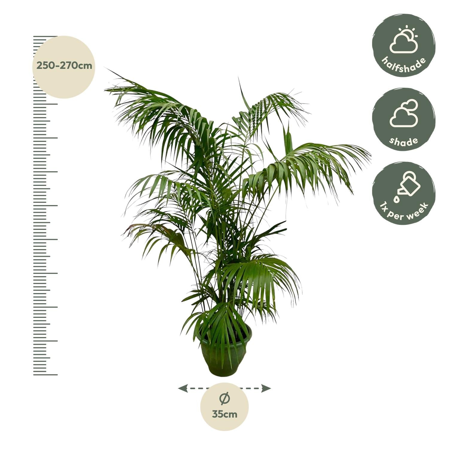 Kentia Palm kamerplant – stijlvolle sierpalm voor huis, kantoor & interieur