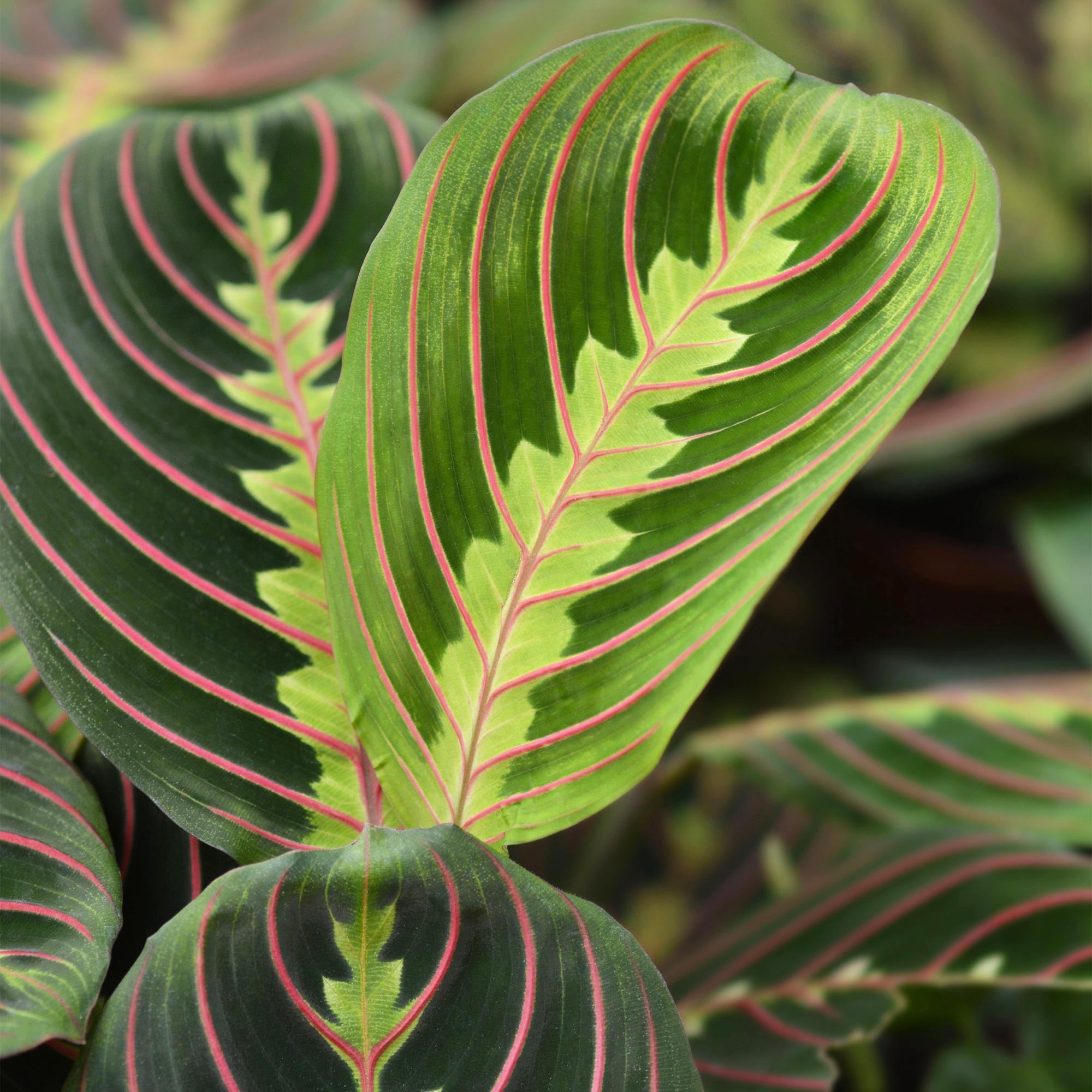 Green boutiQ - Kamerplant - Maranta Fascinator Tricolour - Gebedsplant - Huisdiervriendelijke Plant - Groen - 1 Plant - met Potter Grijs - Pot 12cm - Hoogte 25cm