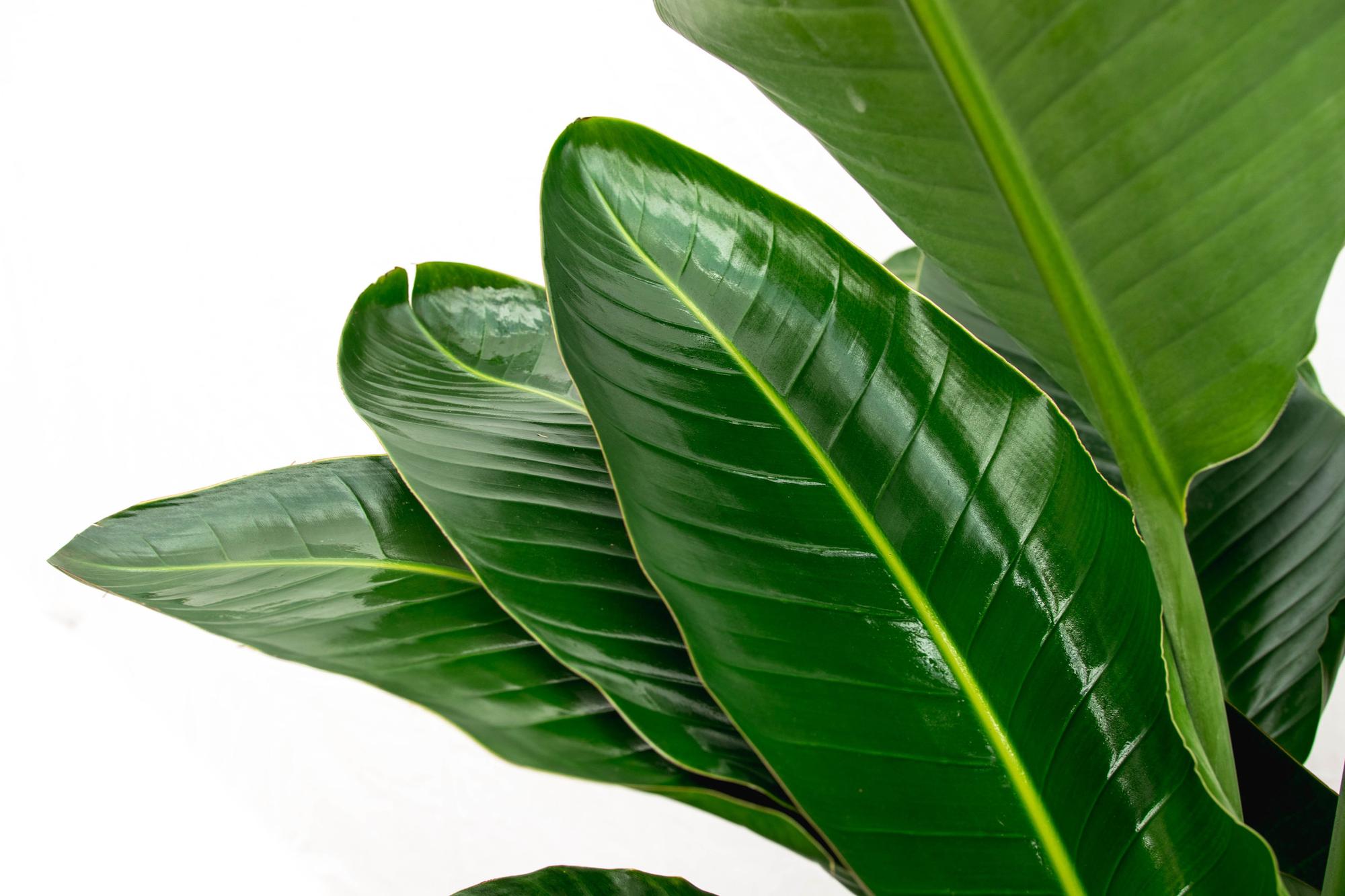 Strelitzia Nicolai - Tropische kamerplant voor binnen, decoratieve exotische plant