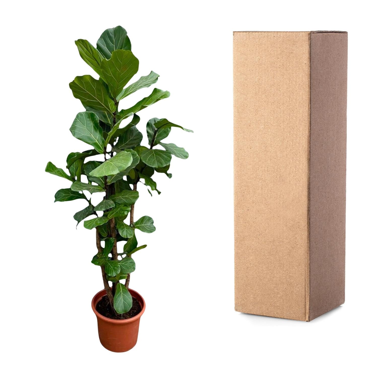 Ficus Lyrata vertakt - grote sierkamerplant met stevige stam, vol weelderig blad
