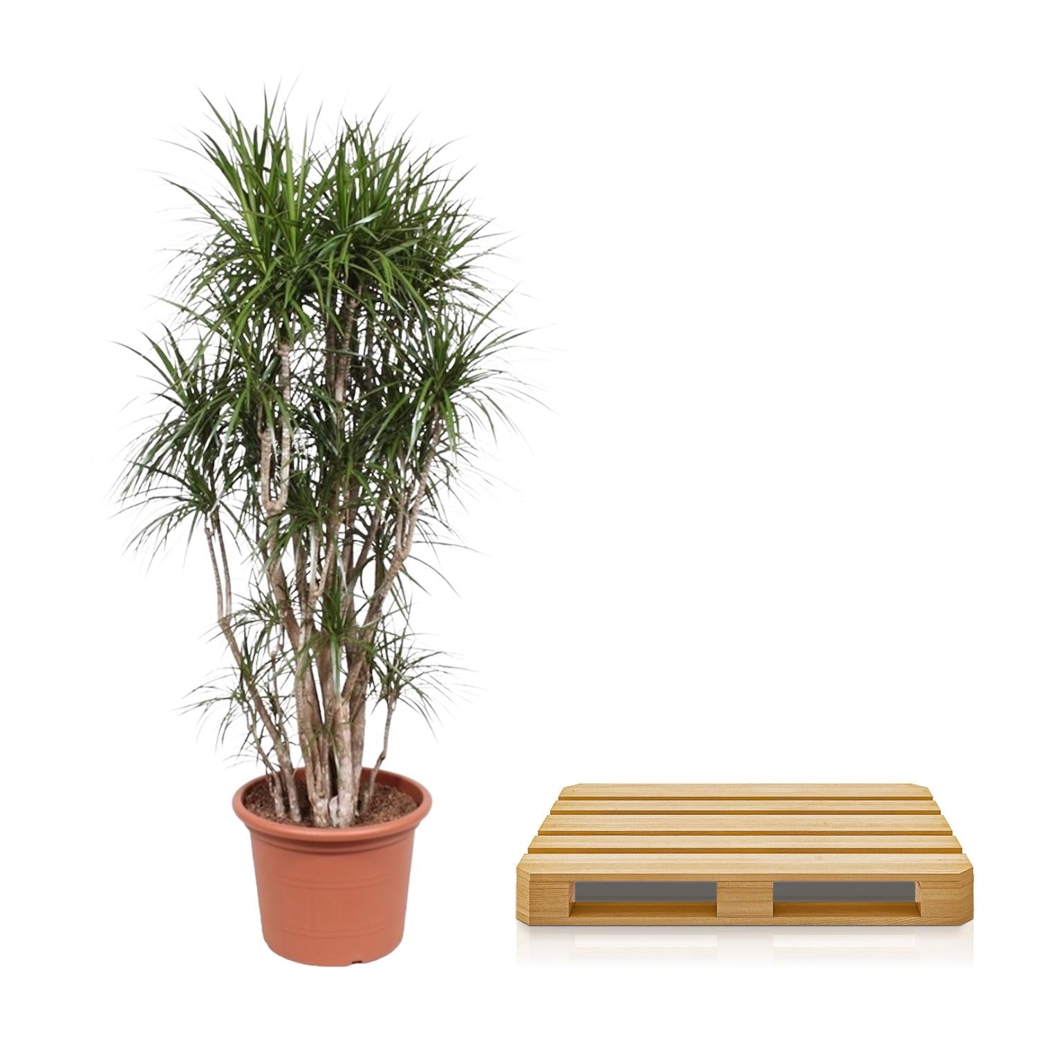 Dracaena Marginata vertakt - 220 cm - ø40