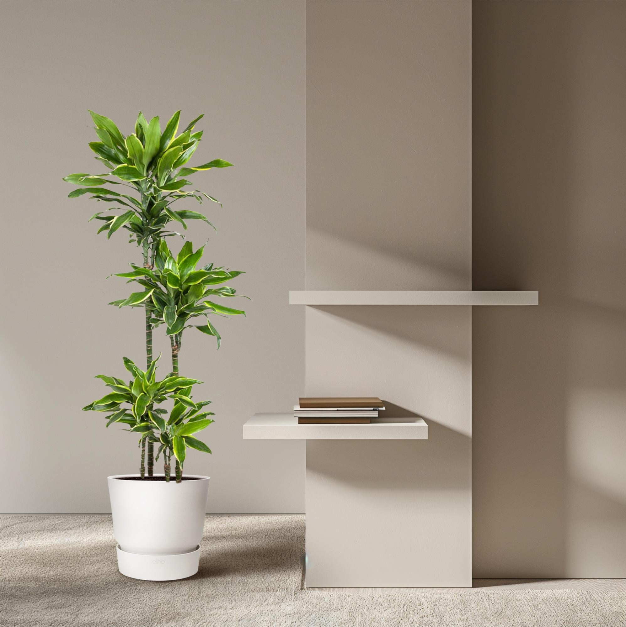 Dracaena Golden Coast – grote twee-kleurige Dracaena kamerplant in kweekpot