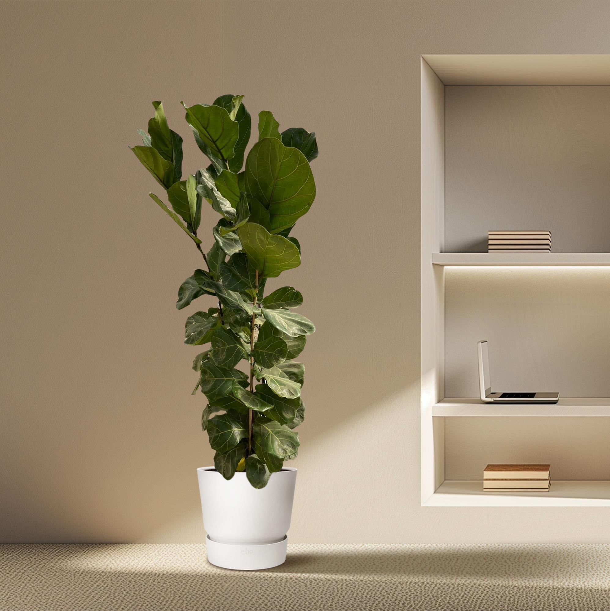 Ficus Lyrata struik - elegante kamerplant voor woonkamer, kantoor en interieurdecoratie