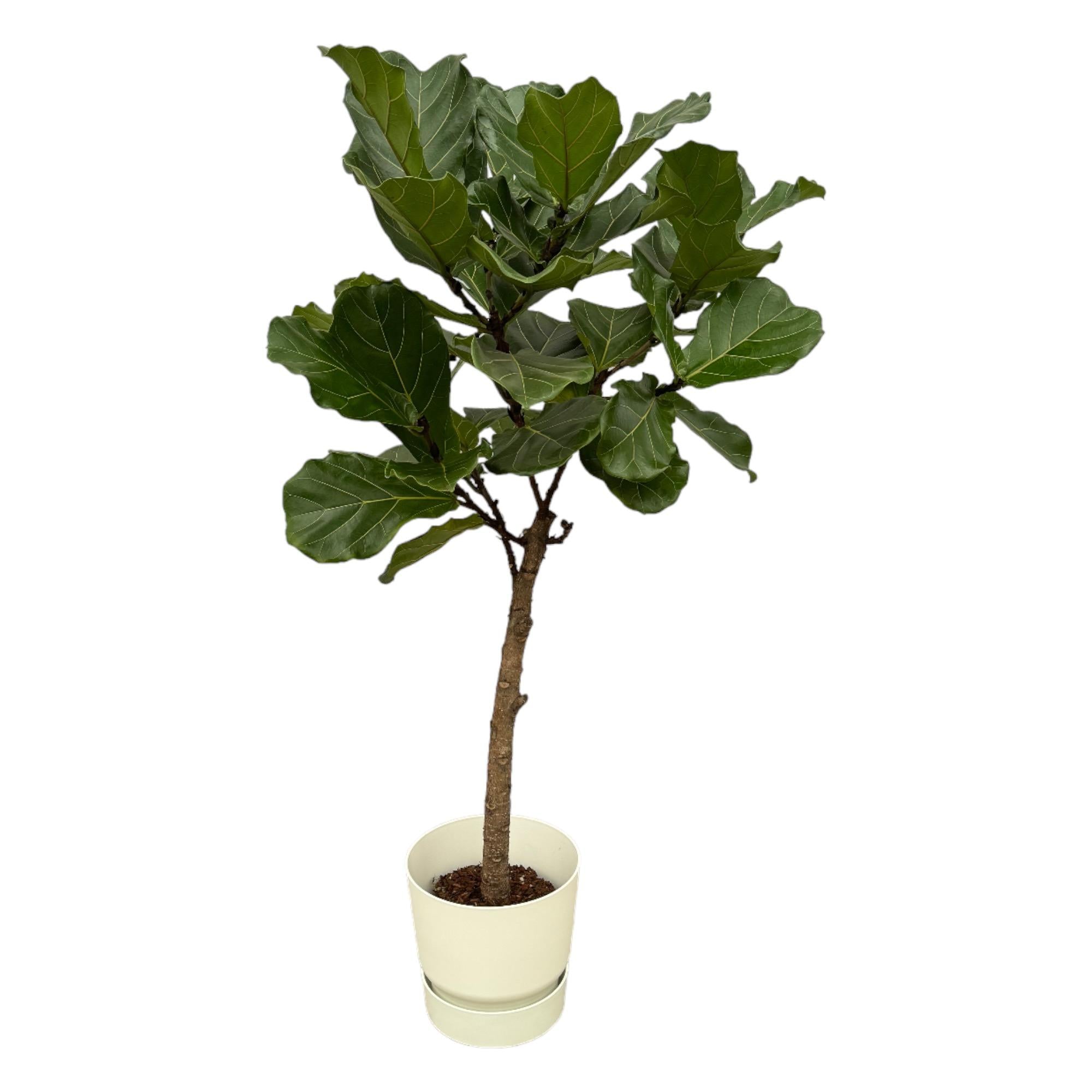 Ficus Lyrata stam inclusief elho Round - stijlvolle kunstplant met bijpassende pot