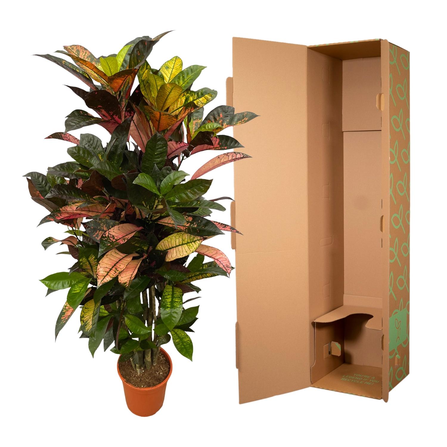 Codiaeum (Croton) Iceton vertakt - 110 cm - Ø24cm