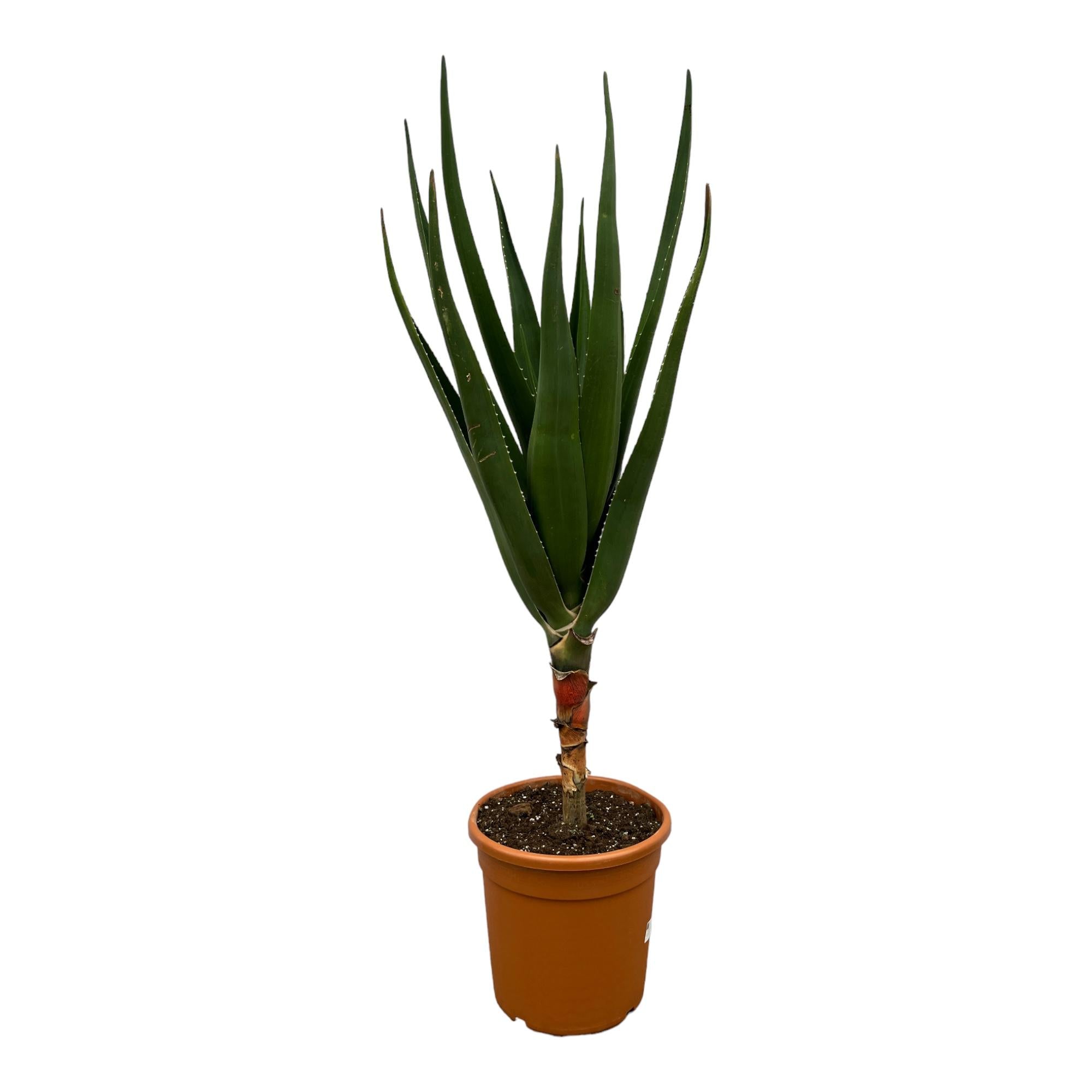 Aloë Barberae - 150 cm - Ø30cm