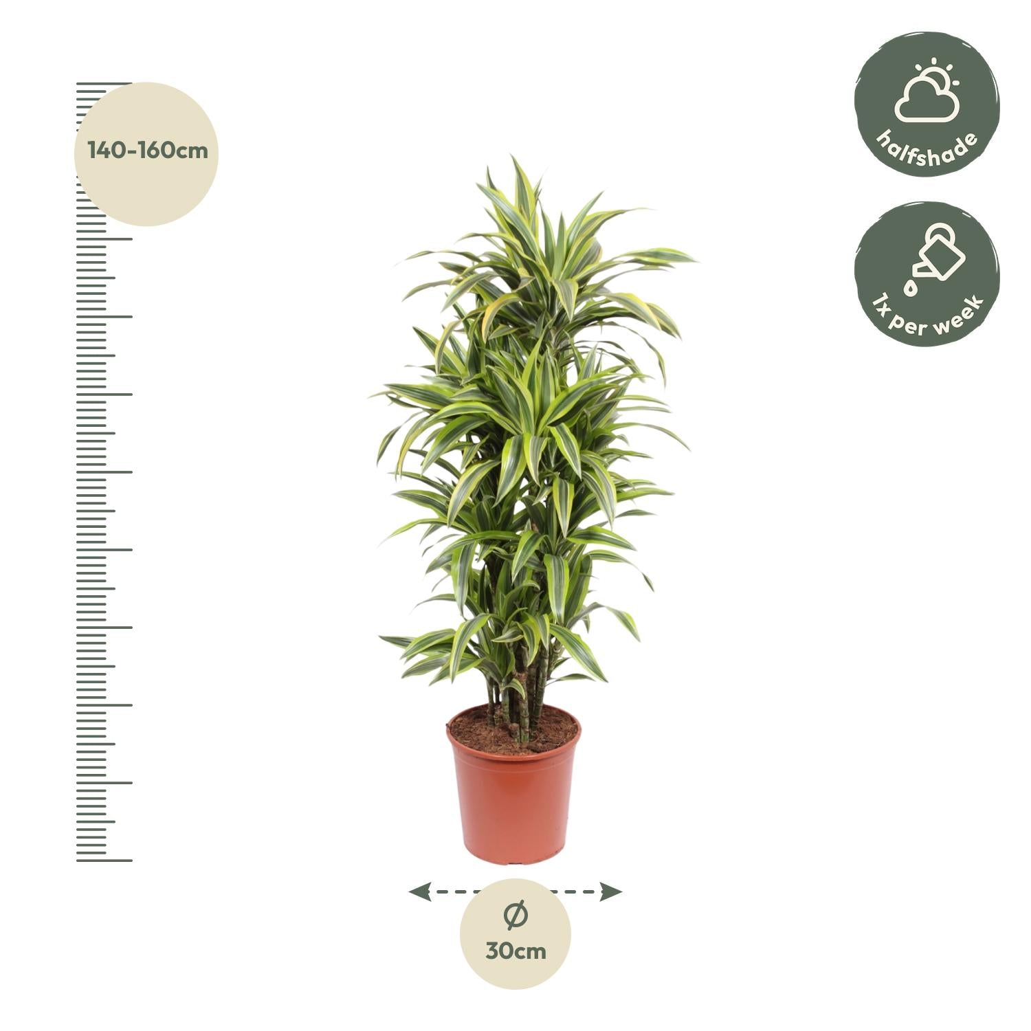 Dracaena Lemon Lime decorative indoor plant for home and office, premium quality