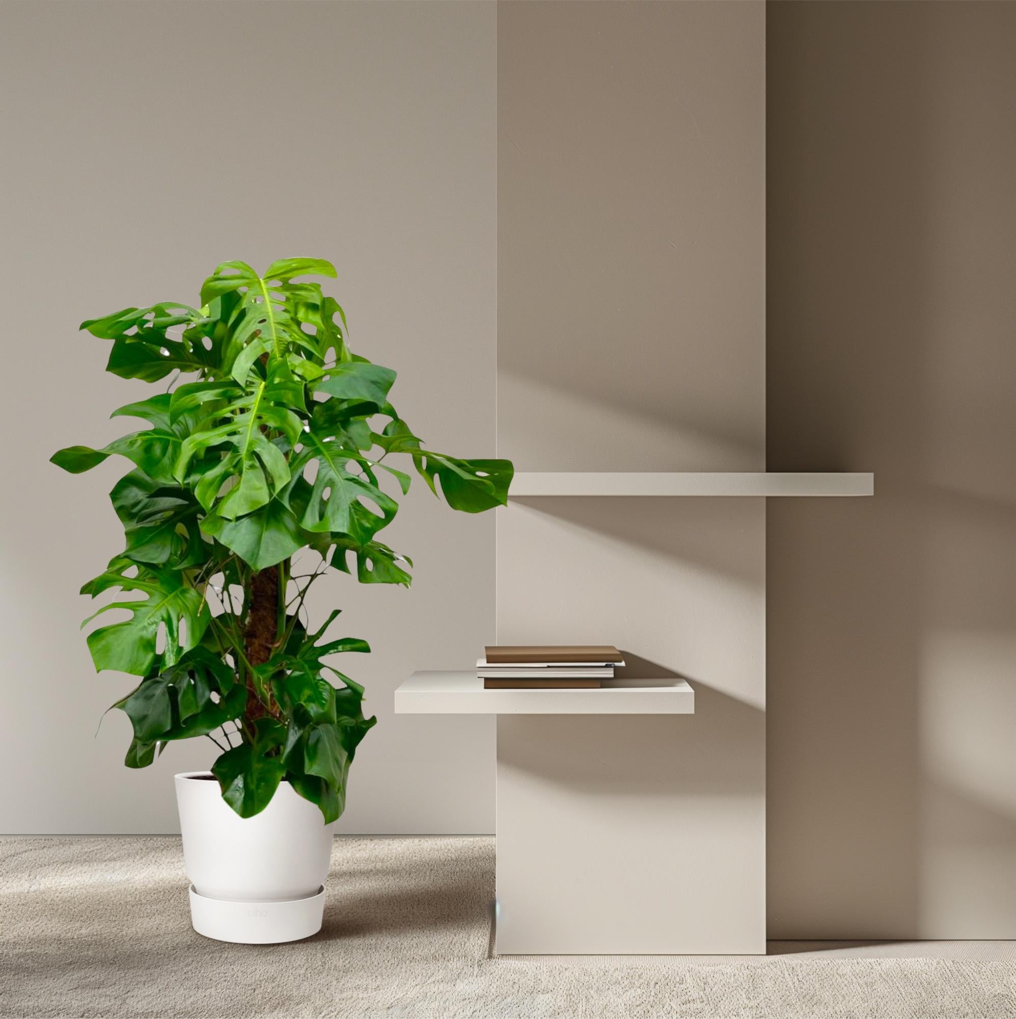 Monstera Deliciosa gatenplant – populaire kamerplant in kweekpot
