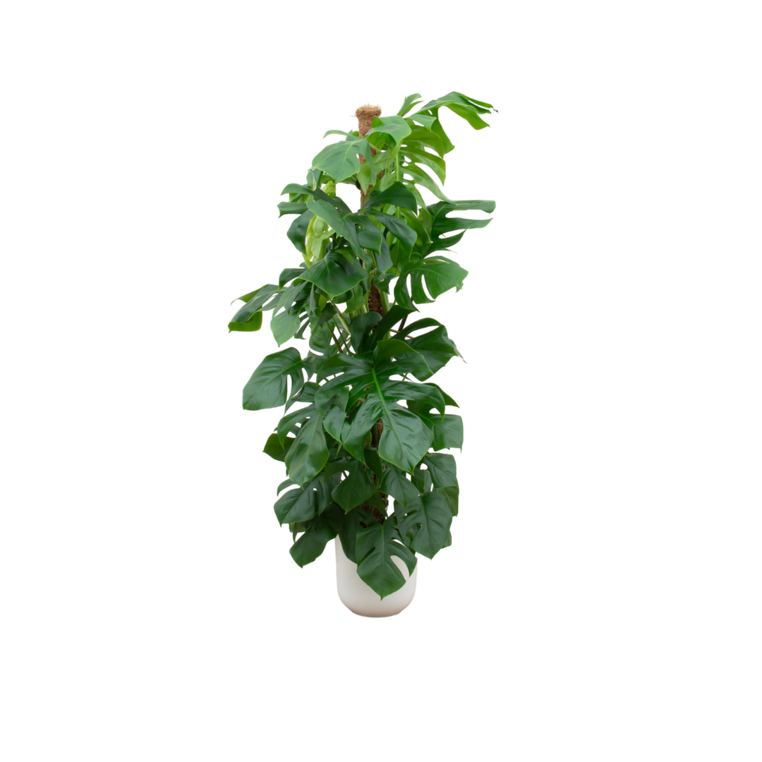 Combi deal – Monstera Pertusum XL + elho Vibes Fold Round - 150 cm, Ø30