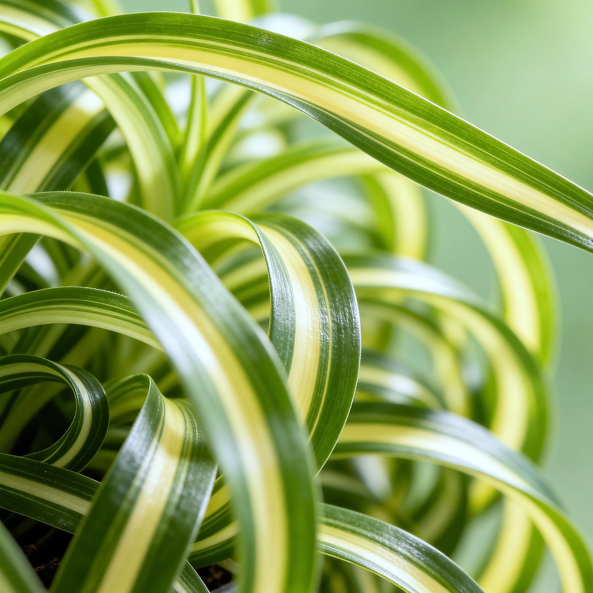 Green boutiQ - Kamerplant - Chlorophytum comosum Bonnie - Krullende Graslelie - Huisdiervriendelijke Plant - Groen - 1 Plant - met Potter Grijs - Pot 12cm - Hoogte 20cm