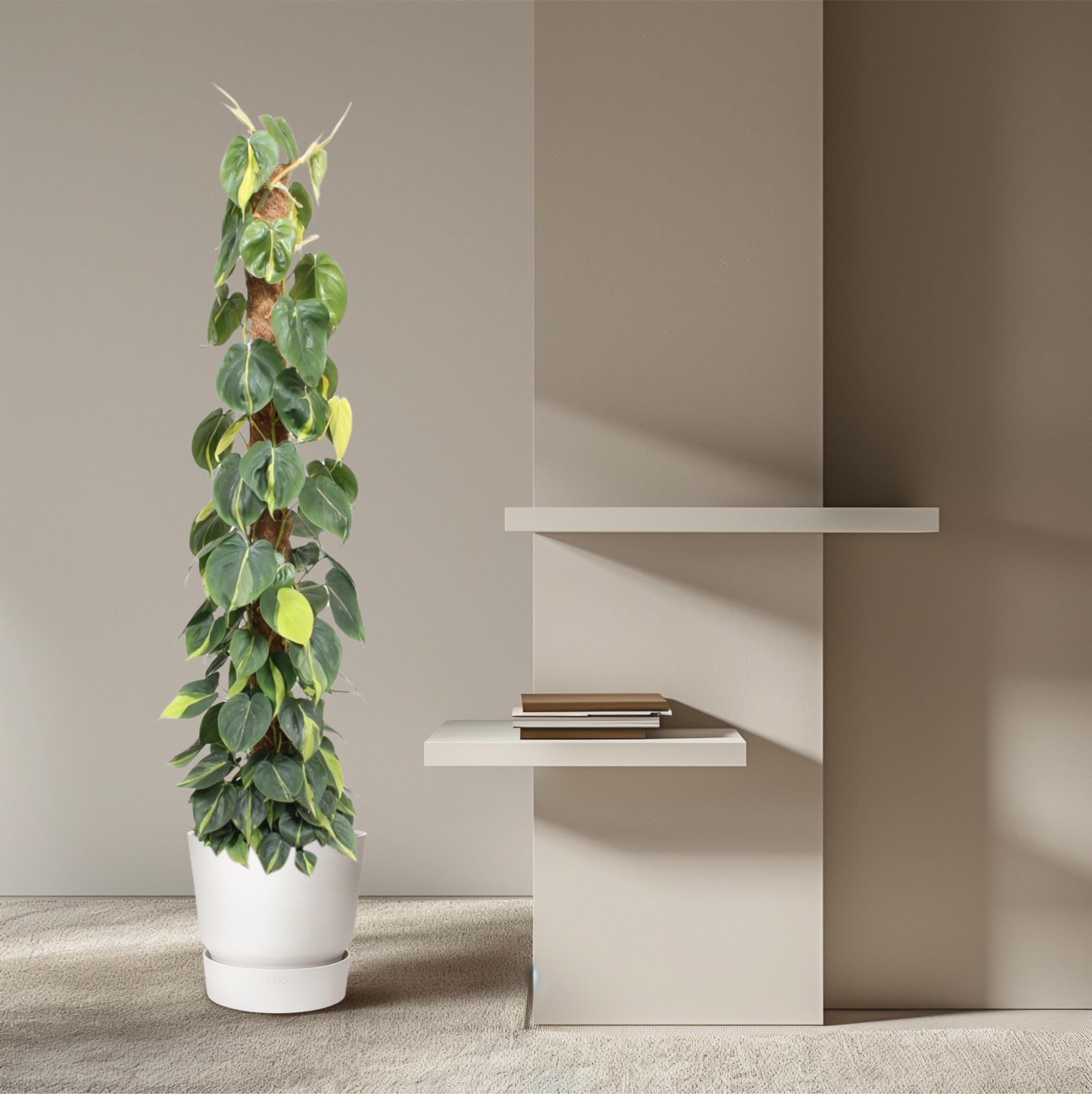 Philodendron Scandens – klimplant op mosstok (groen & Brasil)