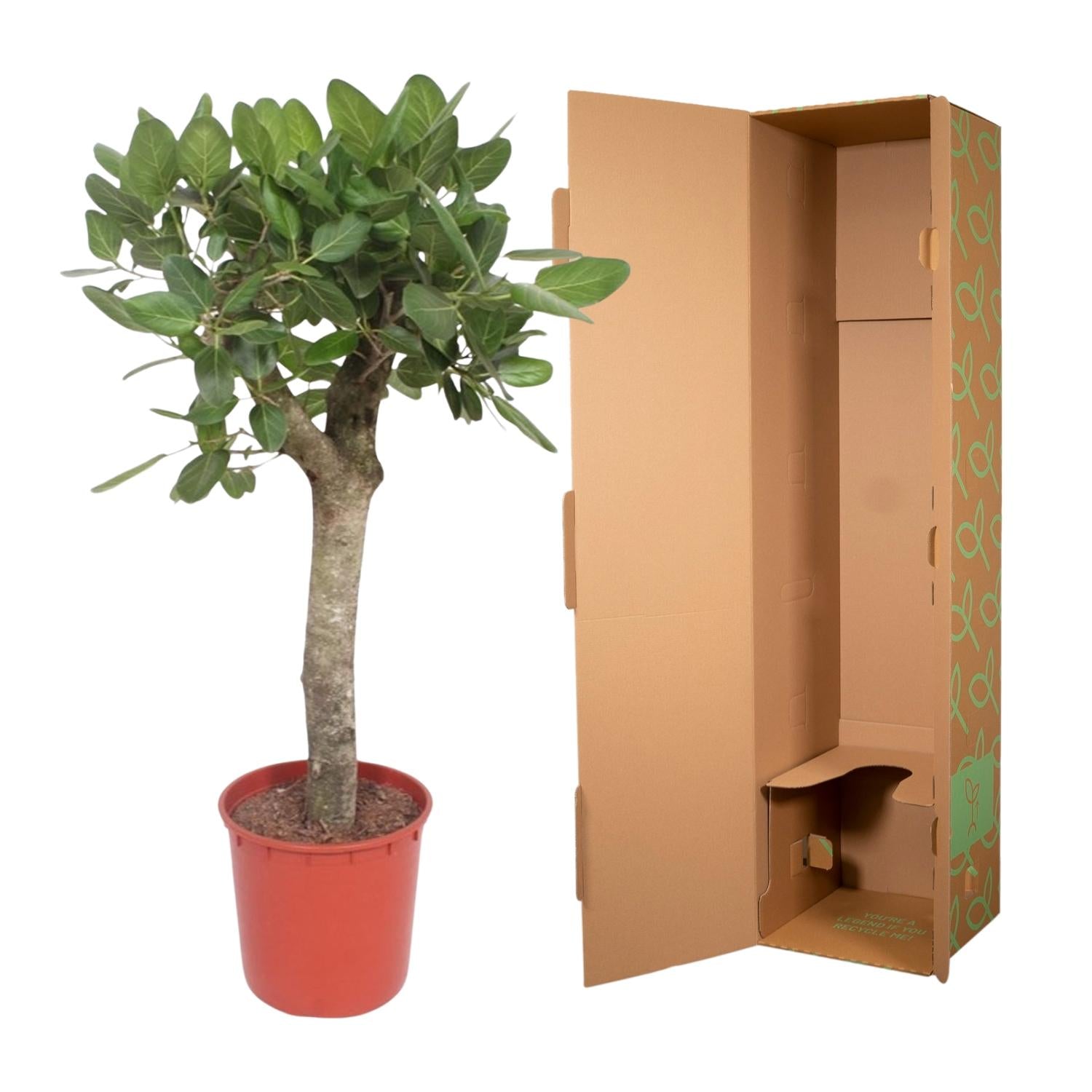 Ficus Benghalensis – grote banyan ficus kamerboom