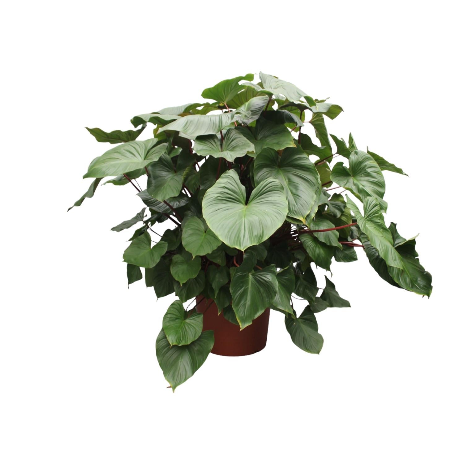 Homalomena Rubescens ‘Maggy’ – volle groene kamerplant