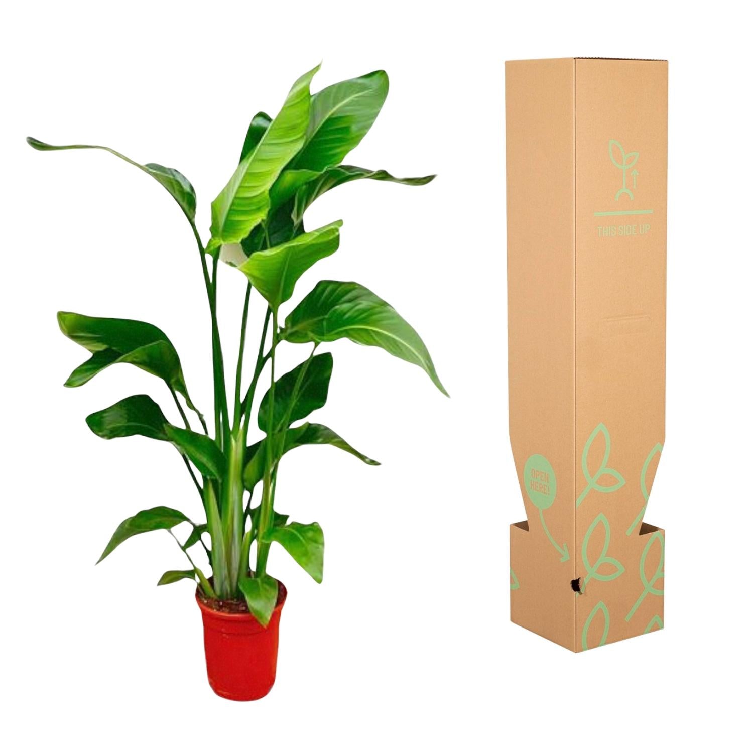 Strelitzia Nicolai - Tropische kamerplant voor binnen, decoratieve exotische plant