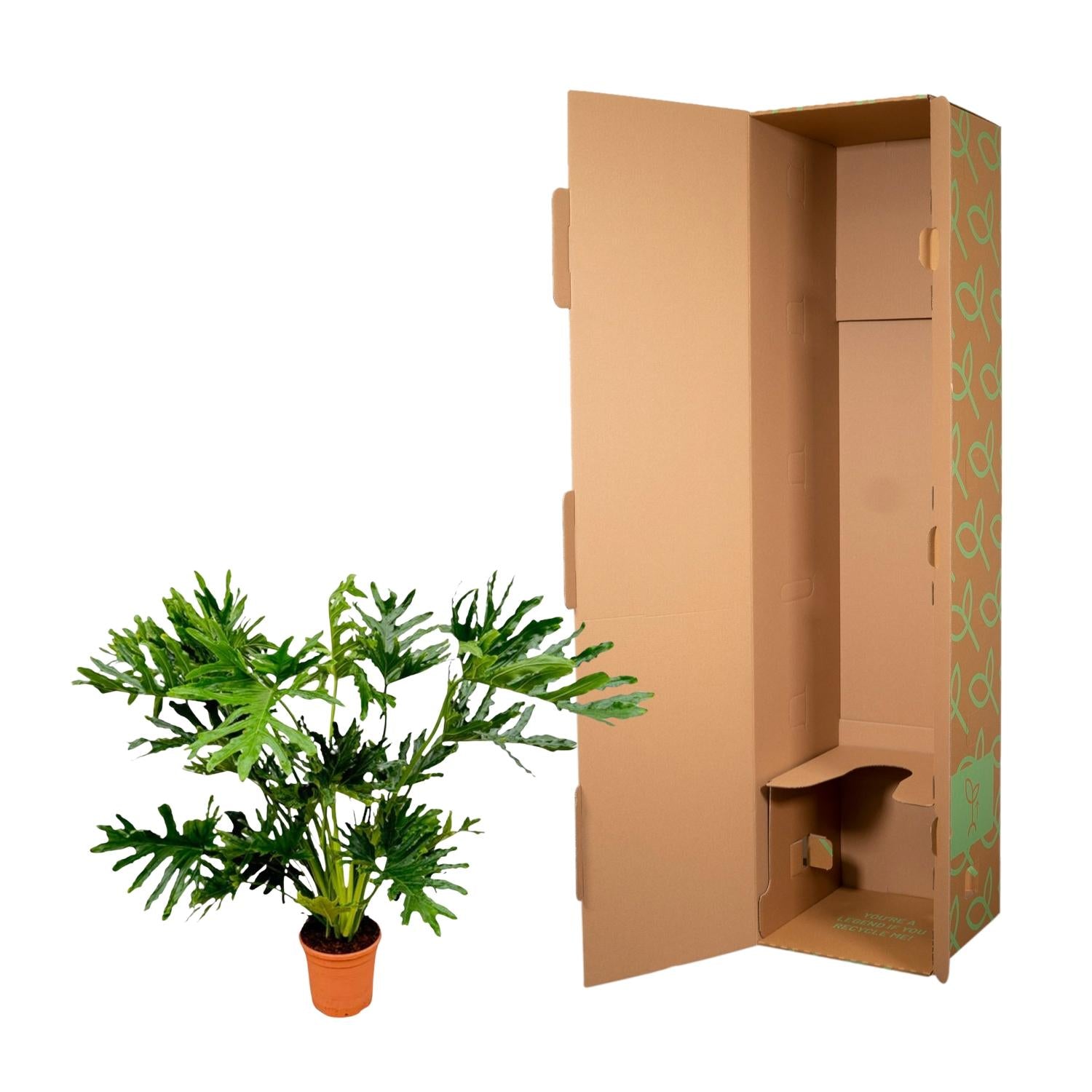 Philodendron Selloum – grote bosrijke Philodendron kamerplant