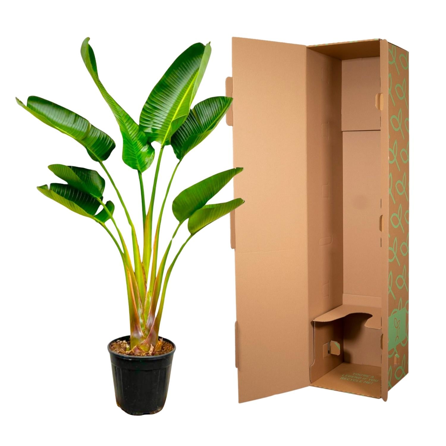 Strelitzia Augusta – grote paradijsvogelplant kamerplant in kweekpot