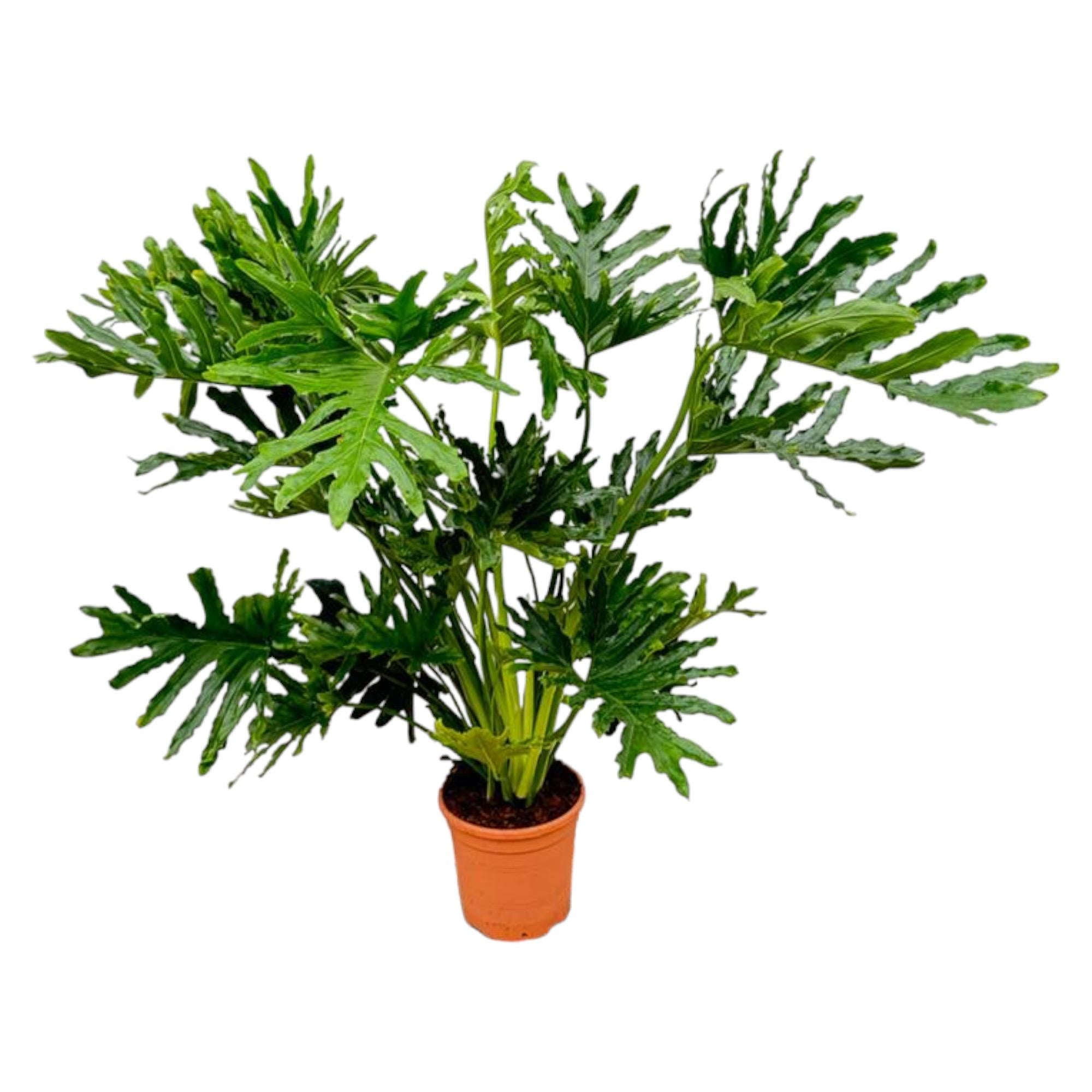 Philodendron Selloum – grote bosrijke Philodendron kamerplant