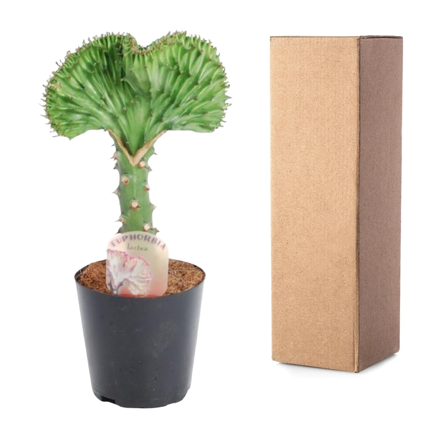 Euphorbia lactea Cristata groen – koraalcactus kamerplant