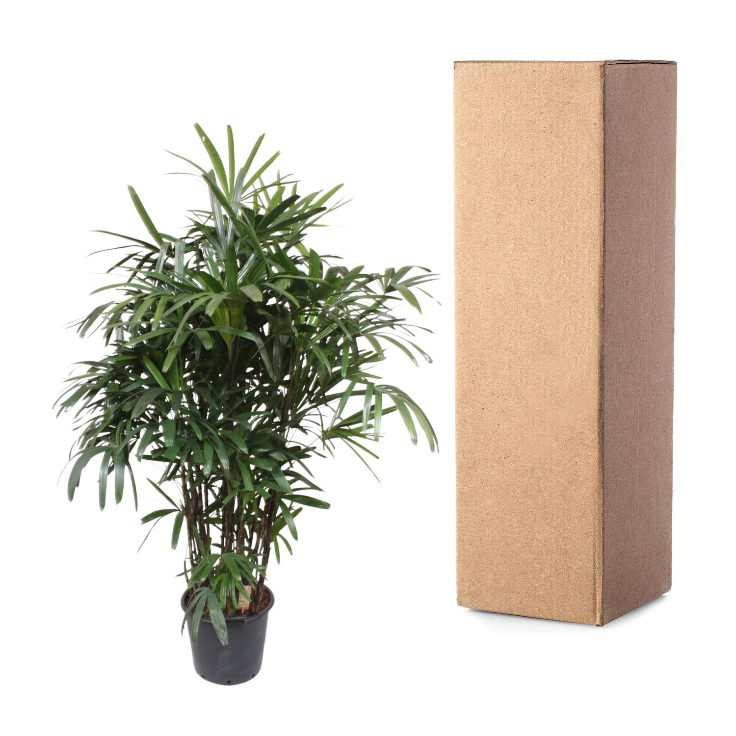 Rhapis Excelsa – exclusieve bamboepalm kamerplant 190 cm