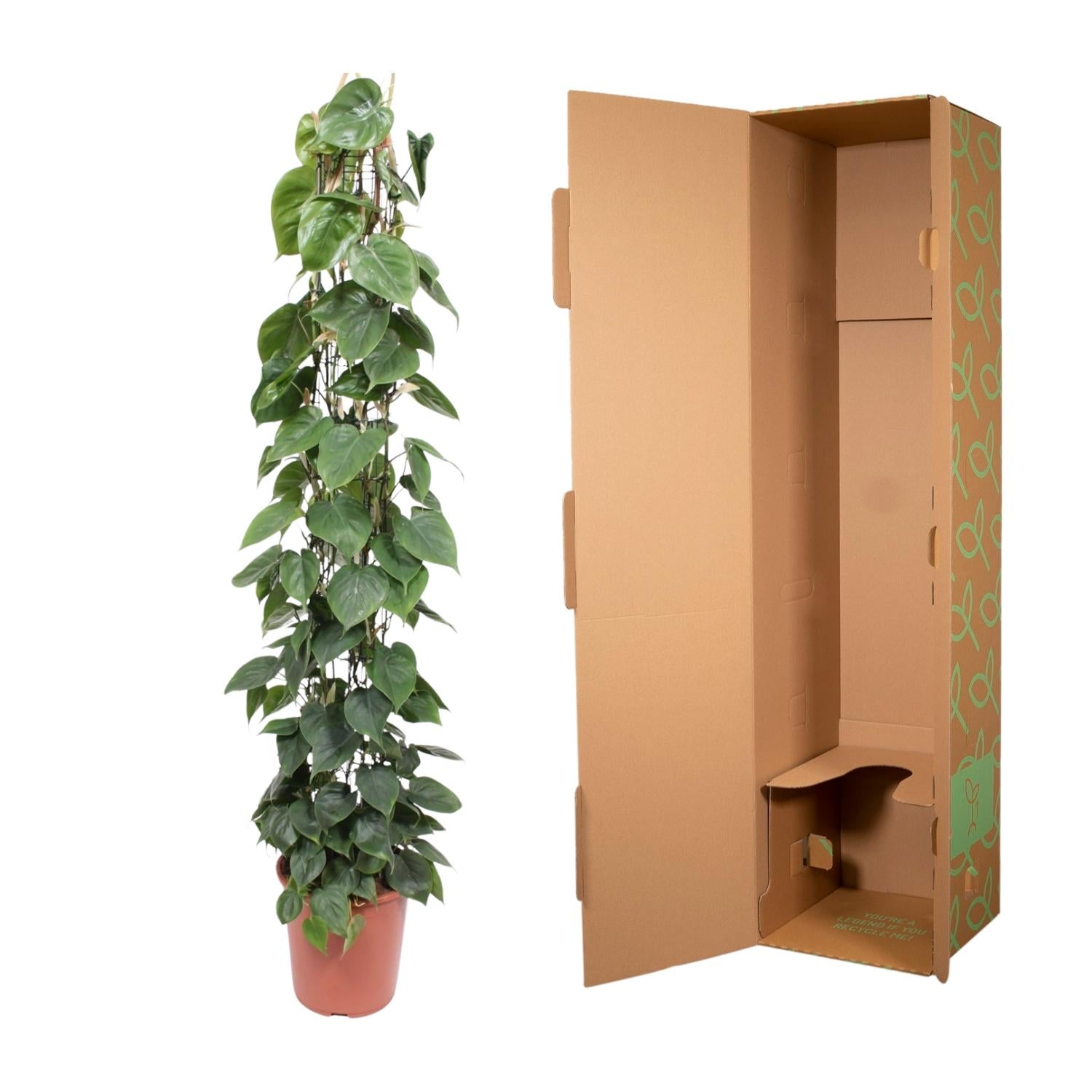 hilodendron Scandens – klimplant op gaasrek (groen & Brasil)