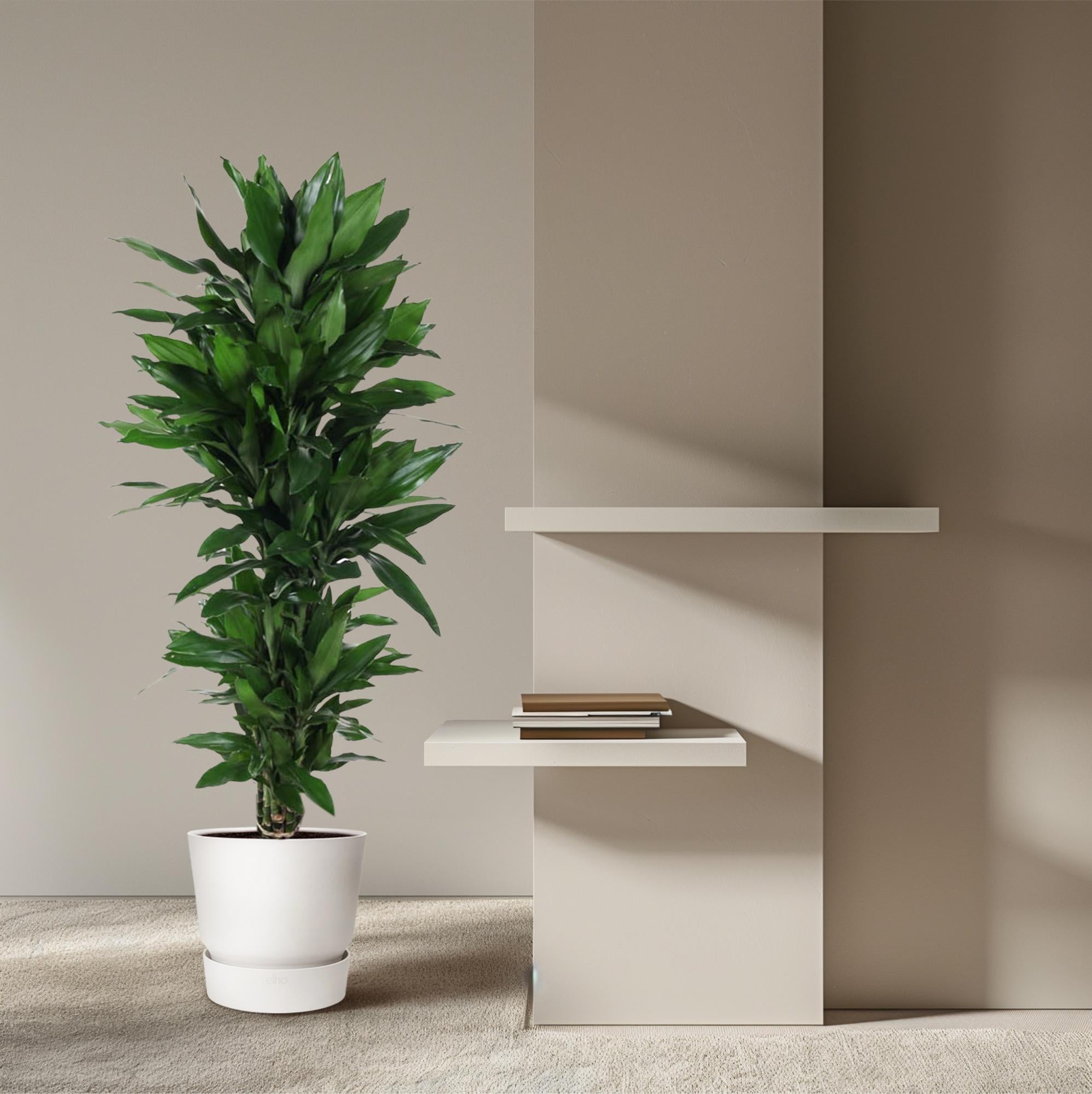 Dracaena Janet Lind vertakt – grote donkergroene Dracaena kamerplant