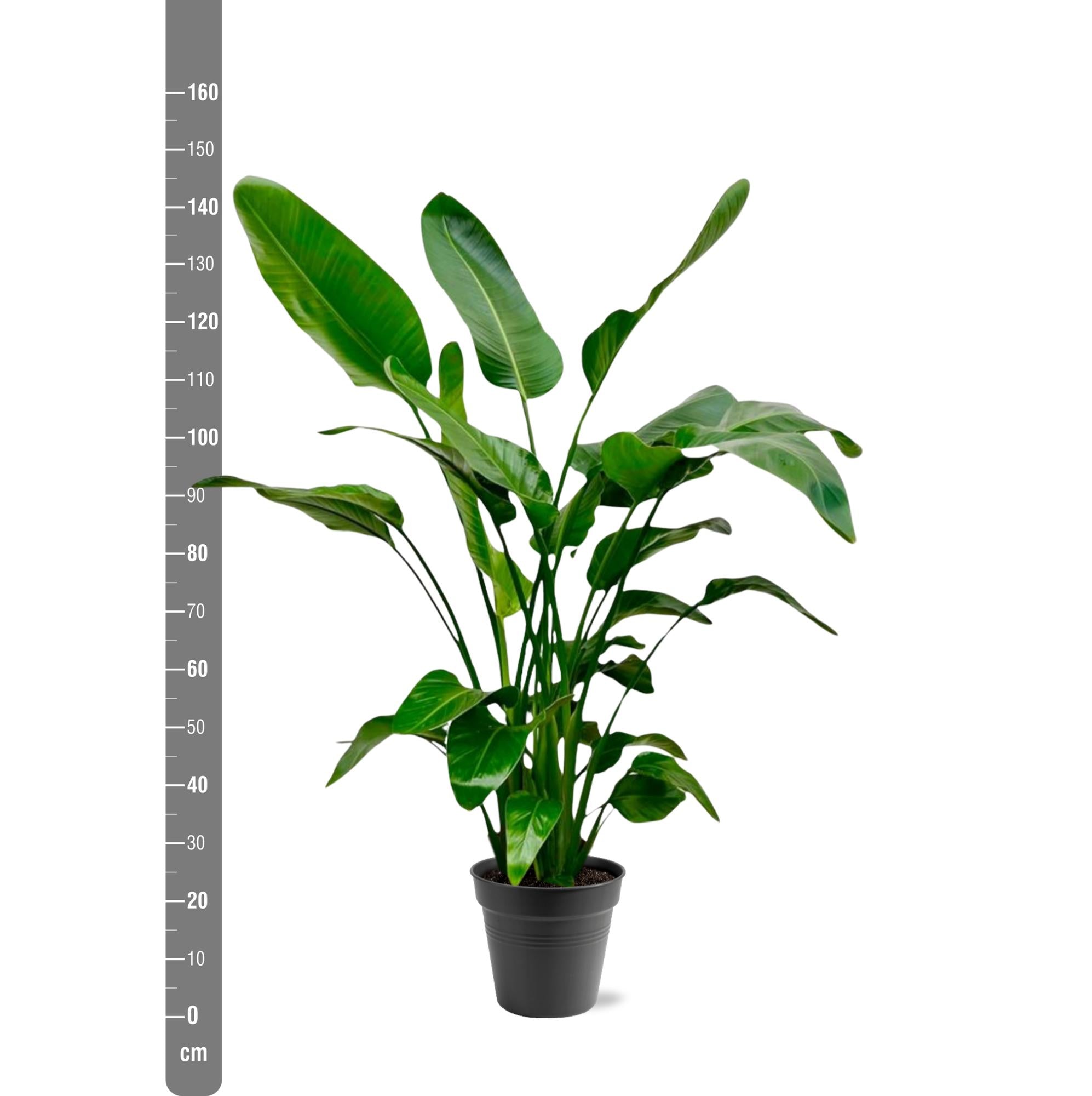 Strelitzia Nicolai - Tropische kamerplant voor binnen, decoratieve exotische plant