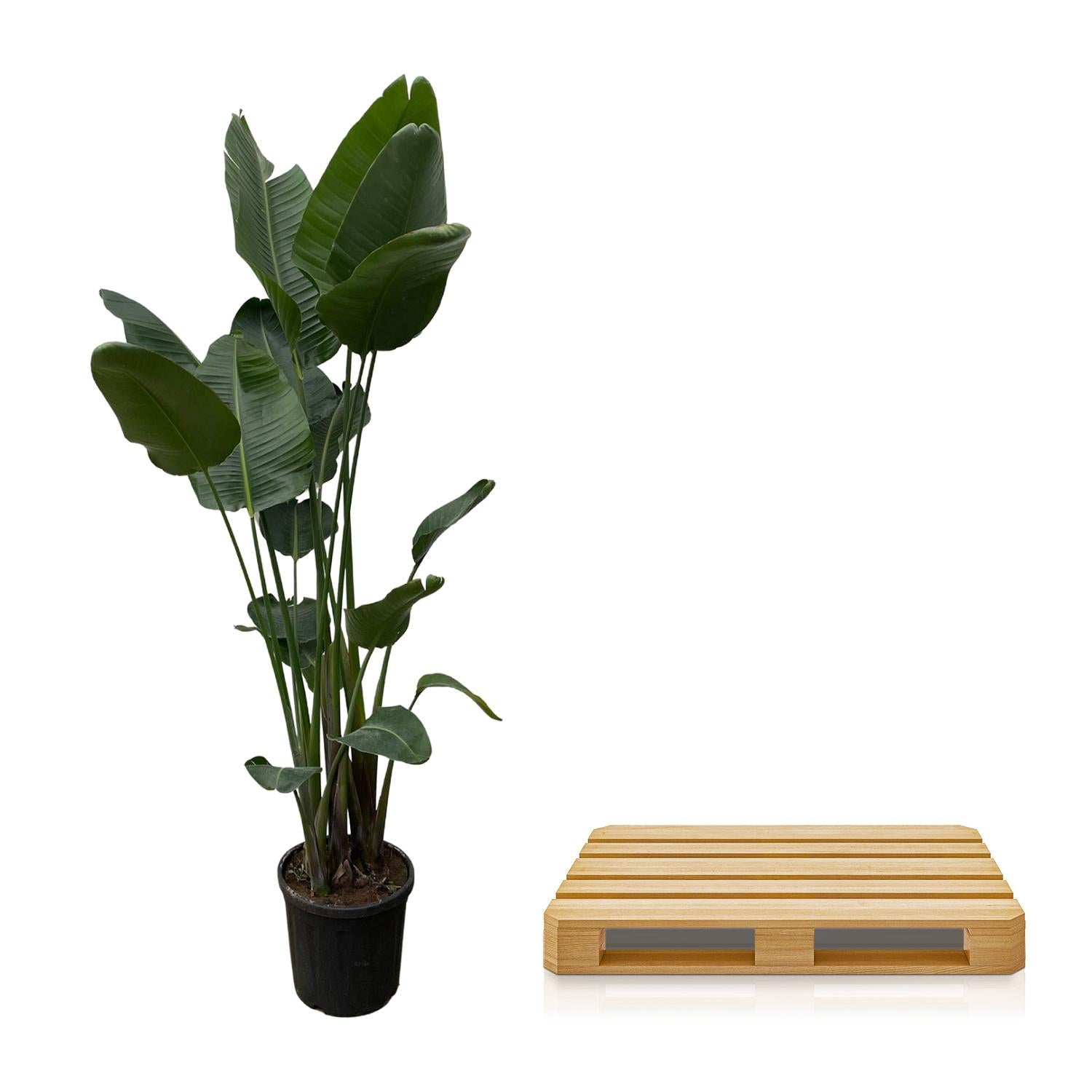 Strelitzia Nicolai - Tropische kamerplant voor binnen, decoratieve exotische plant