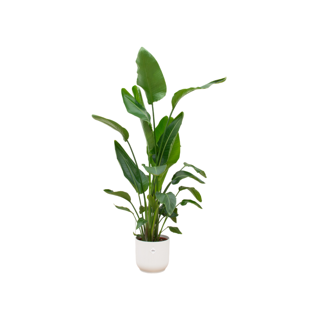 Strelitzia Nicolai inclusief Elho Vibes Fold Round pot - decoratieve kamerplant