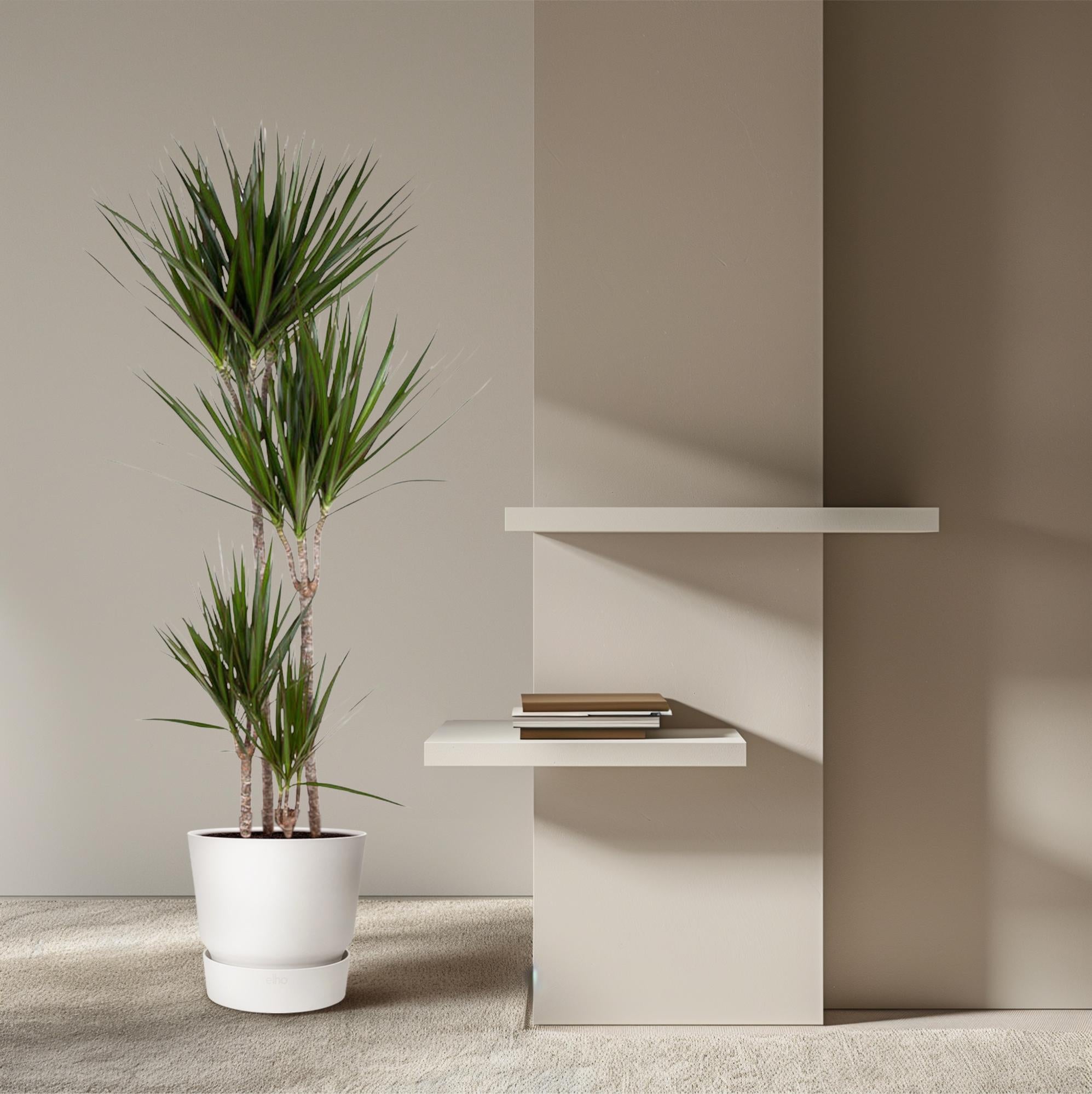 Dracaena Marginata - kamerplant in kweekpot