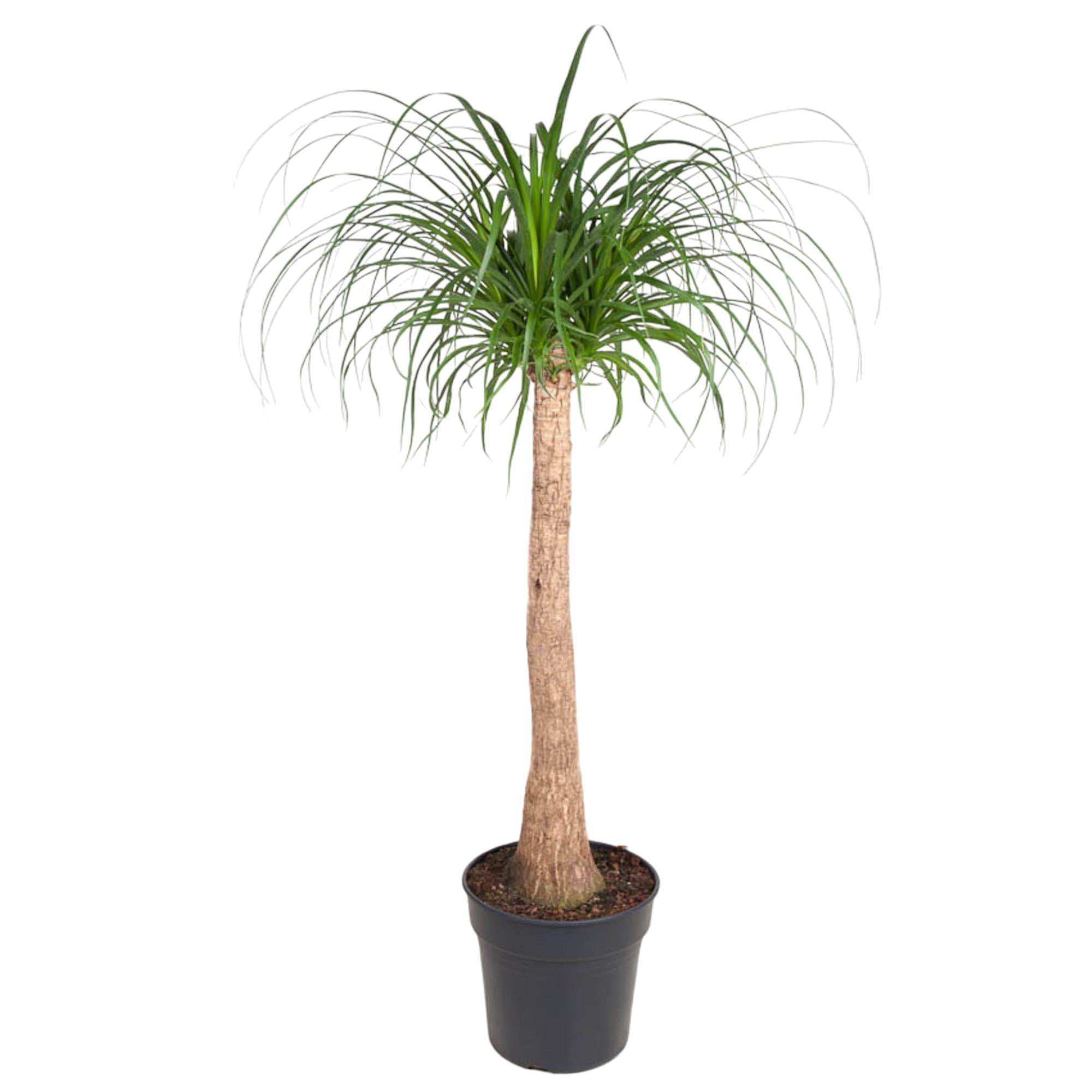 Beaucarnea stam - 120 cm - ø32