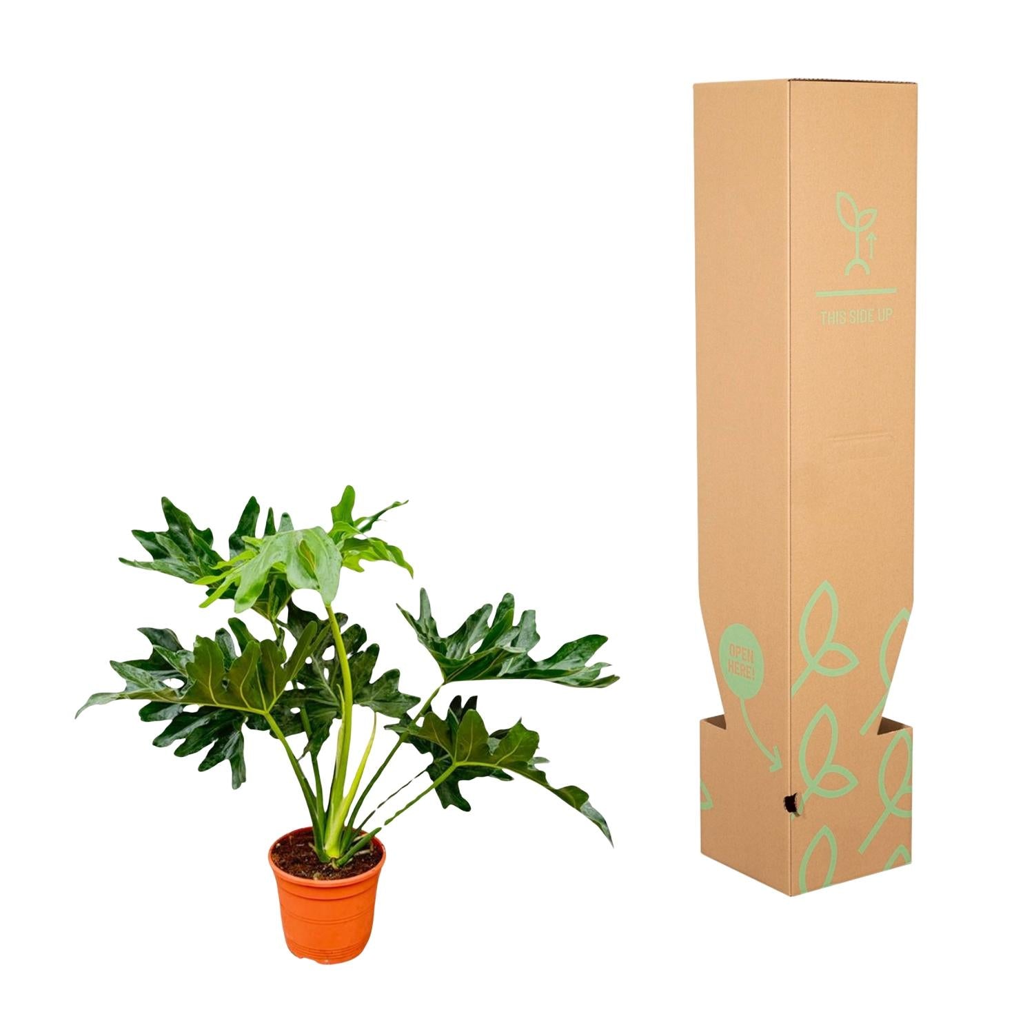 Philodendron Selloum – grote bosrijke Philodendron kamerplant