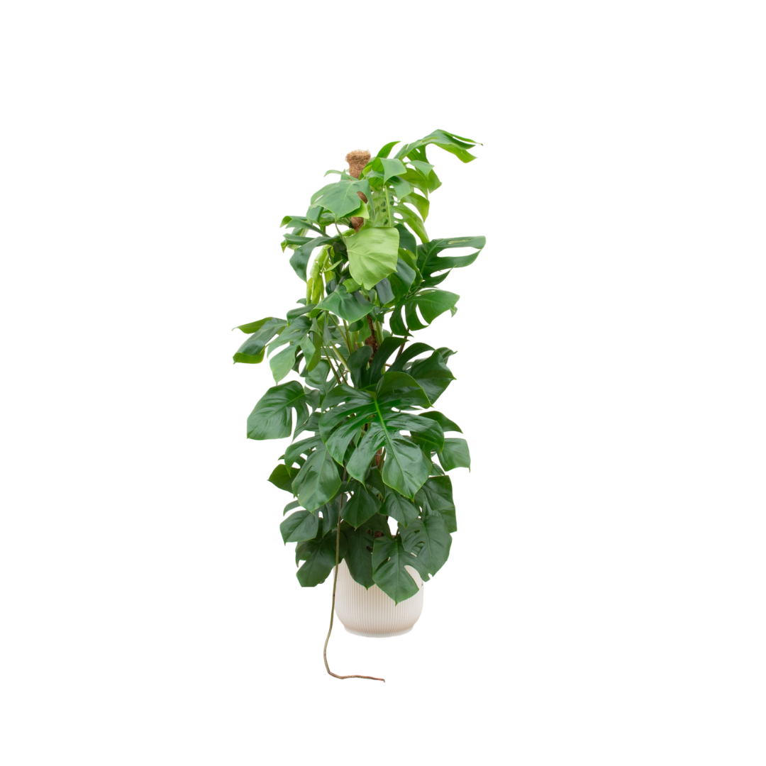 Monstera Pertusum XL + elho Vibes Fold Round - 150 cm, Ø30